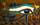 Oog van Horus